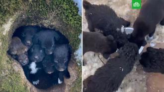 На Ставрополье ищут хозяев для 12 щенков, которых нашли в дупле в лесу