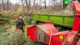 Москвичи сдали на переработку около 40 тысяч хвойных деревьев