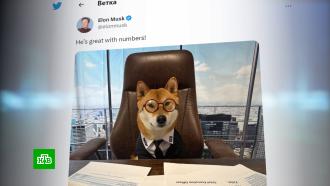 Новым генеральным директором Twitter стала собака Илона Маска 