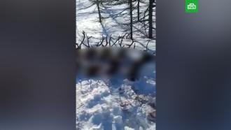 Браконьеры уничтожили стадо северных оленей на Сахалине