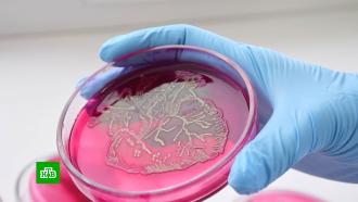 <nobr>Агар-арт</nobr>: микробиологи создают с помощью бактерий картины