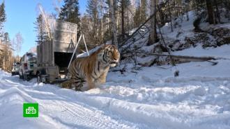 Запугавшего жителей Приморья тигра отпустили в дикую природу