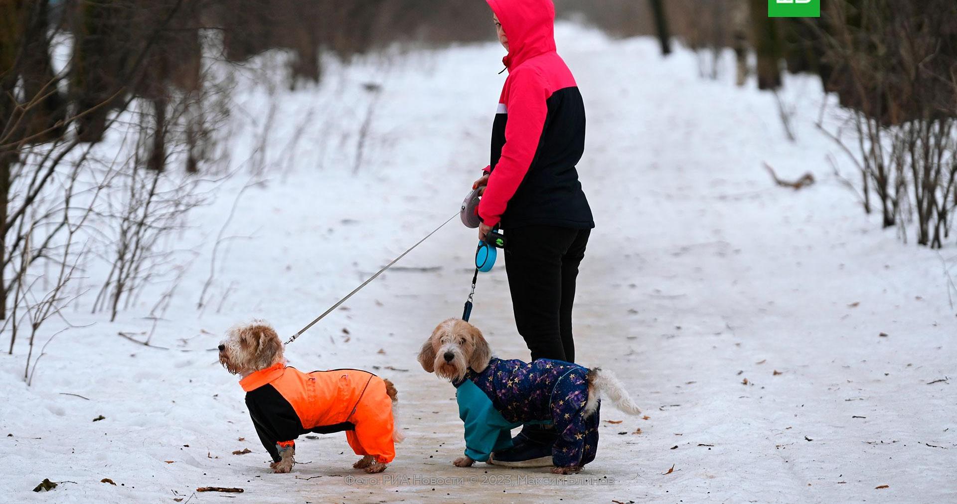 Декабрьские морозы вернутся в Москву в выходные // Новости НТВ