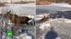 В московском парке спасли провалившегося под лед лося