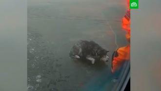 В Финском заливе спасли собаку с отколовшейся льдины