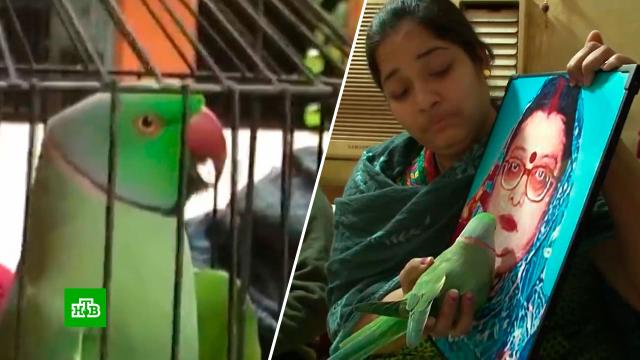 В Индии свидетель-попугай помог раскрыть убийство.Индия, птицы, убийства и покушения.НТВ.Ru: новости, видео, программы телеканала НТВ