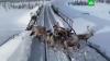 В Якутии стадо оленей преградило путь поезду