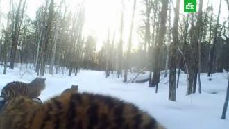 Амурские тигрята сломали фотоловушку в Хабаровском крае