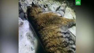 В Хабаровском крае отловлен пятый тигр, поедавший собак