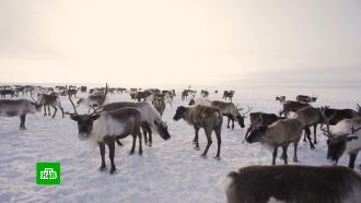 День оленевода: праздник под Салехардом собрал тундровиков со всего Ямала