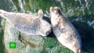 В Ладожском озере ищут потерянных тюленят