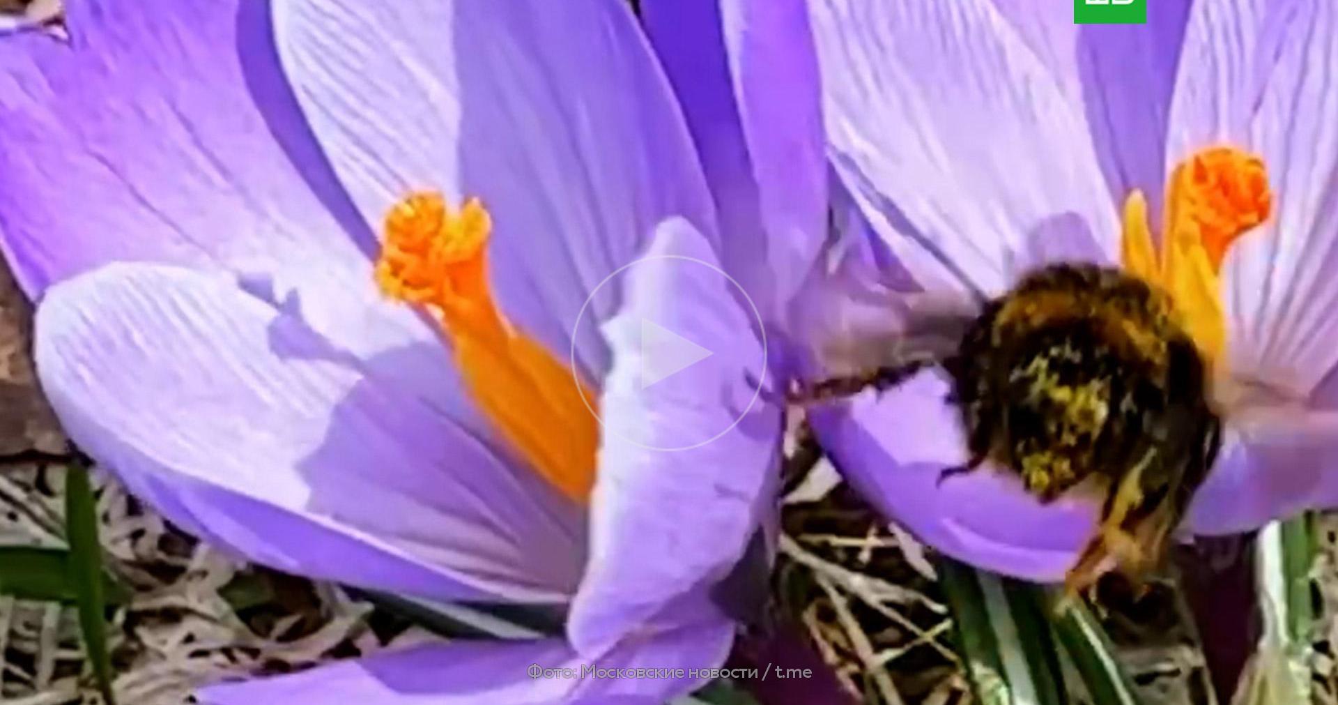 В Парке Горького заметили «пьяных» шмелей // Новости НТВ