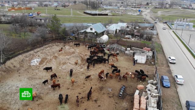 В Кисловодске нашли управу на гуляющих по городу лошадей, коз и коров