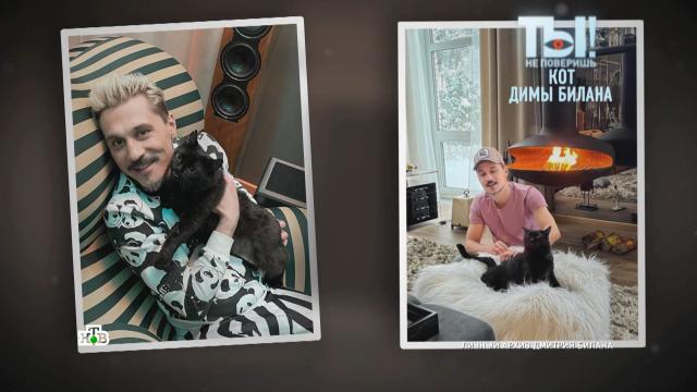 Дима Билан кормит своего потерявшего зубы кота камчатским крабом.Билан, артисты, болезни, знаменитости, кошки, шоу-бизнес, эксклюзив.НТВ.Ru: новости, видео, программы телеканала НТВ
