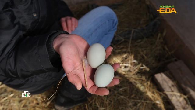 Фермерские vs магазинные: какие яйца полезнее и безопаснее.еда, здоровье, кулинария, продукты.НТВ.Ru: новости, видео, программы телеканала НТВ