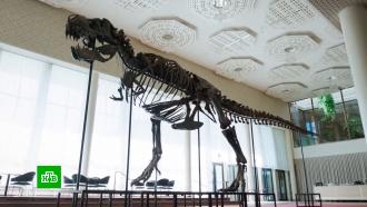 В Швейцарии продали скелет тираннозавра за 5 млн долларов