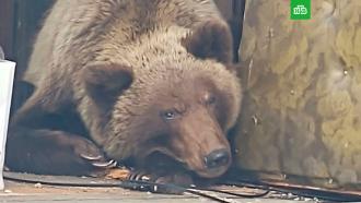 На Камчатке бурый медведь поселился в заброшенном доме