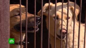 Новый закон о бродячих собаках: доводы за и против