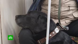 Незрячий петербуржец судится с властями за право не надевать на собаку-поводыря намордник