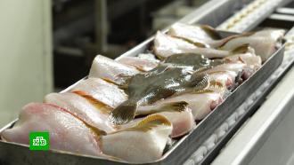 На Камчатке стартовал сезон промысла белой рыбы