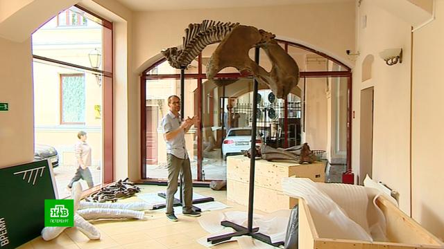 В петербургскую капеллу привезли уникальный скелет мамонта