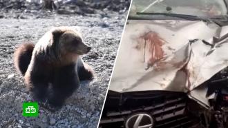В Хабаровском крае ищут медведя, разорвавшего сбившую его машину