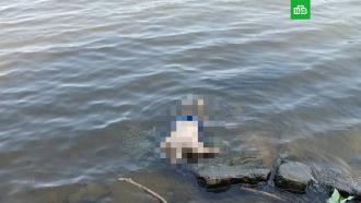 Тело мужчины нашли в <nobr>Москве-реке</nobr> в Братееве