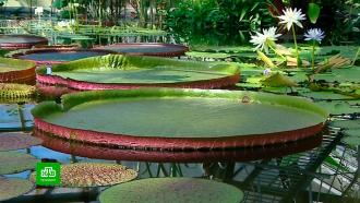 В петербургском Ботаническом саду открыли водную оранжерею.НТВ.Ru: новости, видео, программы телеканала НТВ