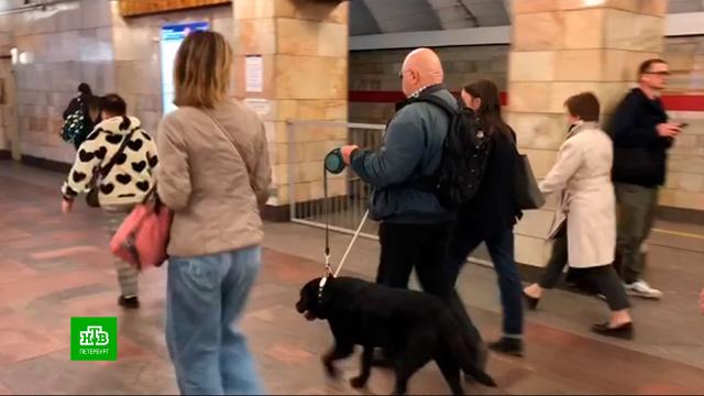 Инвалид по зрению добился того, чтобы собаку-поводыря пускали в метро без намордника.Санкт-Петербург, Смольный, животные, метро, слепые, собаки, суды.НТВ.Ru: новости, видео, программы телеканала НТВ
