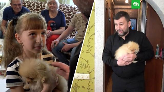 Девочка из Енакиева получила щенка в подарок от Путина.ДНР, Путин, дети и подростки, собаки.НТВ.Ru: новости, видео, программы телеканала НТВ