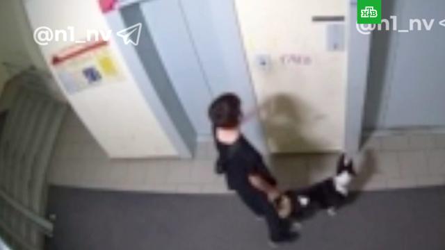 Нападение бультерьера на школьницу в лифте попало на видео.ХМАО/Югра, собаки.НТВ.Ru: новости, видео, программы телеканала НТВ