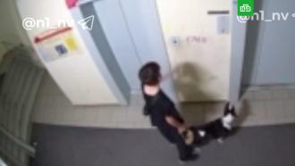 Нападение бультерьера на школьницу в лифте попало на видео