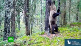В Ленобласти объявился танцующий медведь