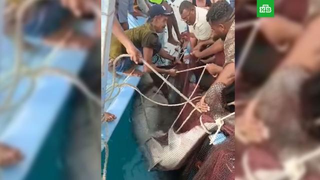 В Египте поймали напавшую на россиянина акулу.акулы, Египет, смерть.НТВ.Ru: новости, видео, программы телеканала НТВ