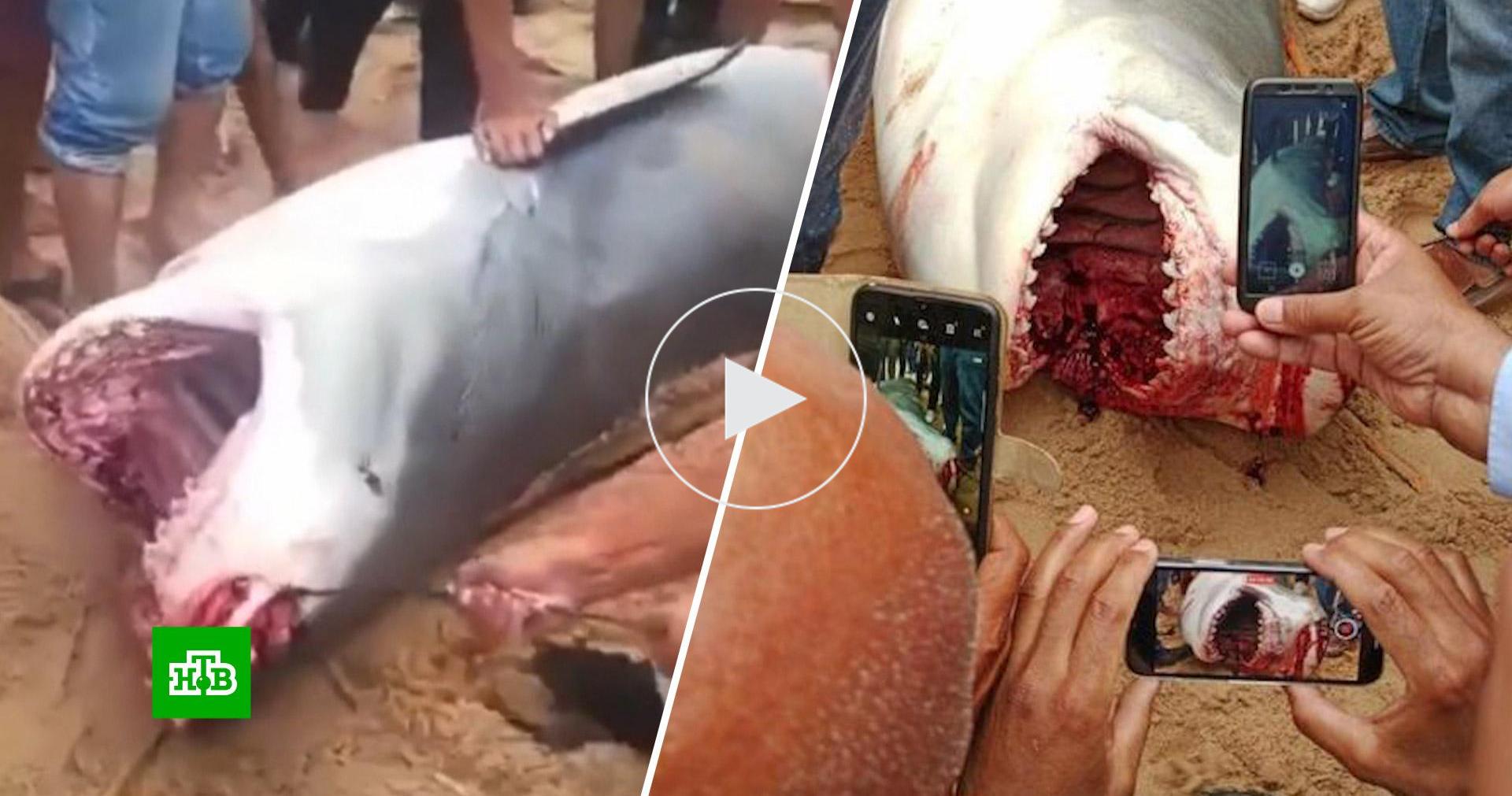 Видео самых больших акул