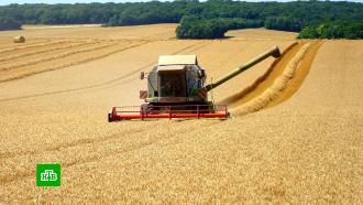 Россия бьет рекорды по экспорту пшеницы, ячменя и кукурузы