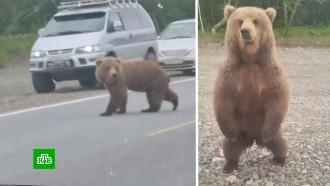 Павел Воля с женой и детьми на Камчатке столкнулись с медведем-попрошайкой