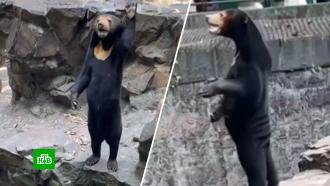 Известный российский ветеринар изучил видео с «поддельным» медведем из Китая
