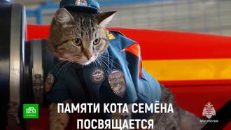 Спасатель из Ленобласти сочинил песню в память о коте Семёне