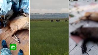 Браконьеры из Липецкой области снимали издевательства над животными на видео
