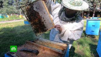 Песня пчелиной матки и сперма трутней: как пасеки внедряют высокие технологии