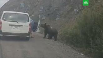 В Хабаровском крае мужчина покормил медведя на трассе