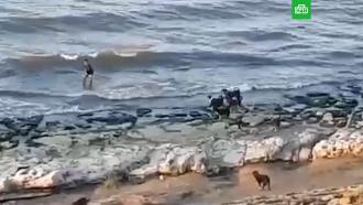 Ребенок в Махачкале спасся от стаи бродячих собак, забежав в море