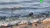 Ребенок в Махачкале спасся от стаи бродячих собак, забежав в море Дагестан, Махачкала, дети и подростки, животные, собаки.НТВ.Ru: новости, видео, программы телеканала НТВ
