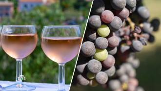 Вырубка виноградников во Франции: эксперты заговорили о гибели европейской цивилизации