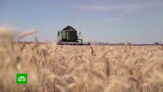 Забота о своих экономиках: почему 5 стран ЕС отказываются от украинского зерна