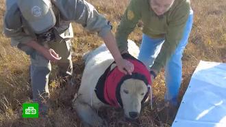 Сотрудники Московского зоопарка спасли белого медведя в ЯНАО