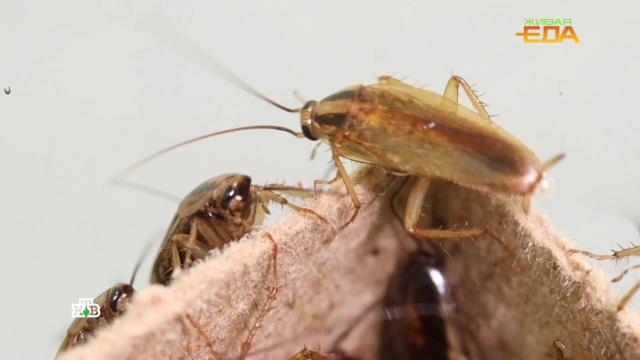 Реальная опасность насекомых на кухне и в продуктах.НТВ.Ru: новости, видео, программы телеканала НТВ