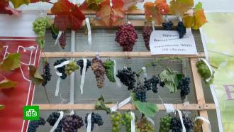 В «Аптекарском огороде» проходит праздник винограда