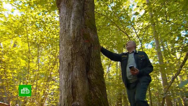 Современные технологии и экипировка: как работают сотрудники лесных хозяйств